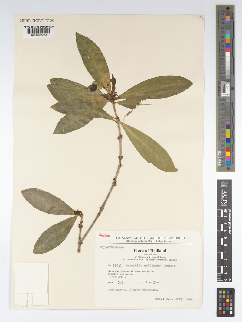 Actephila collinsiae photo 6