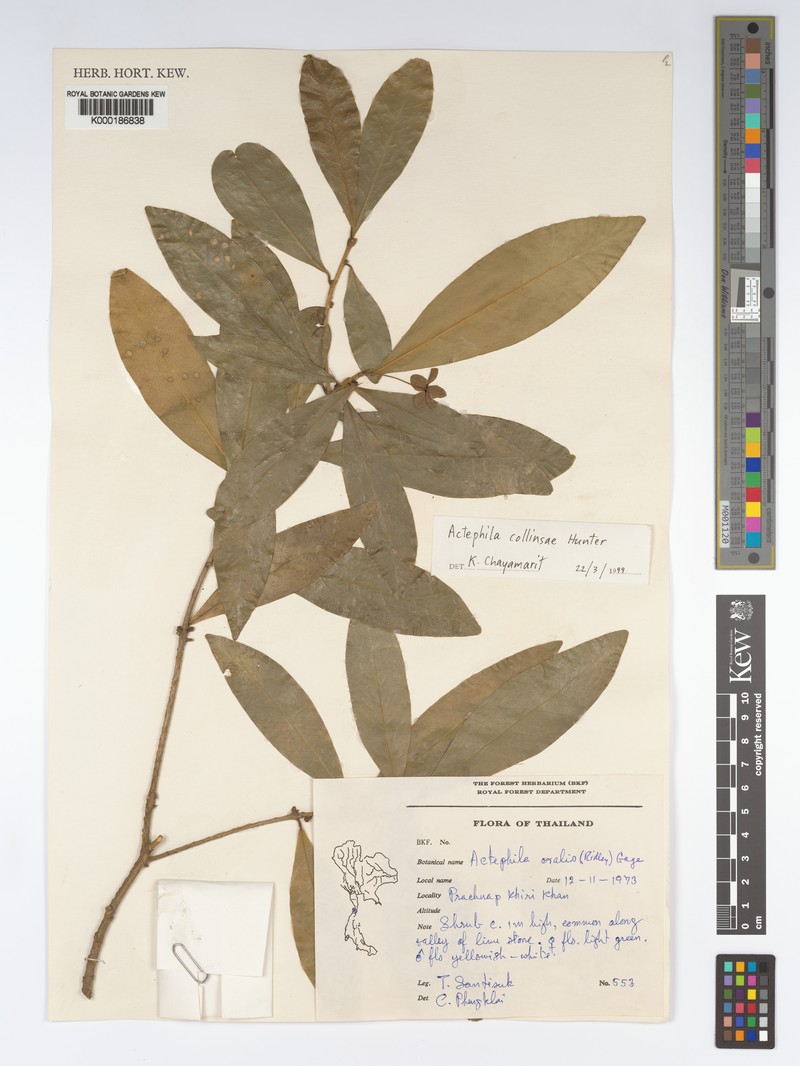 Actephila collinsiae photo 7