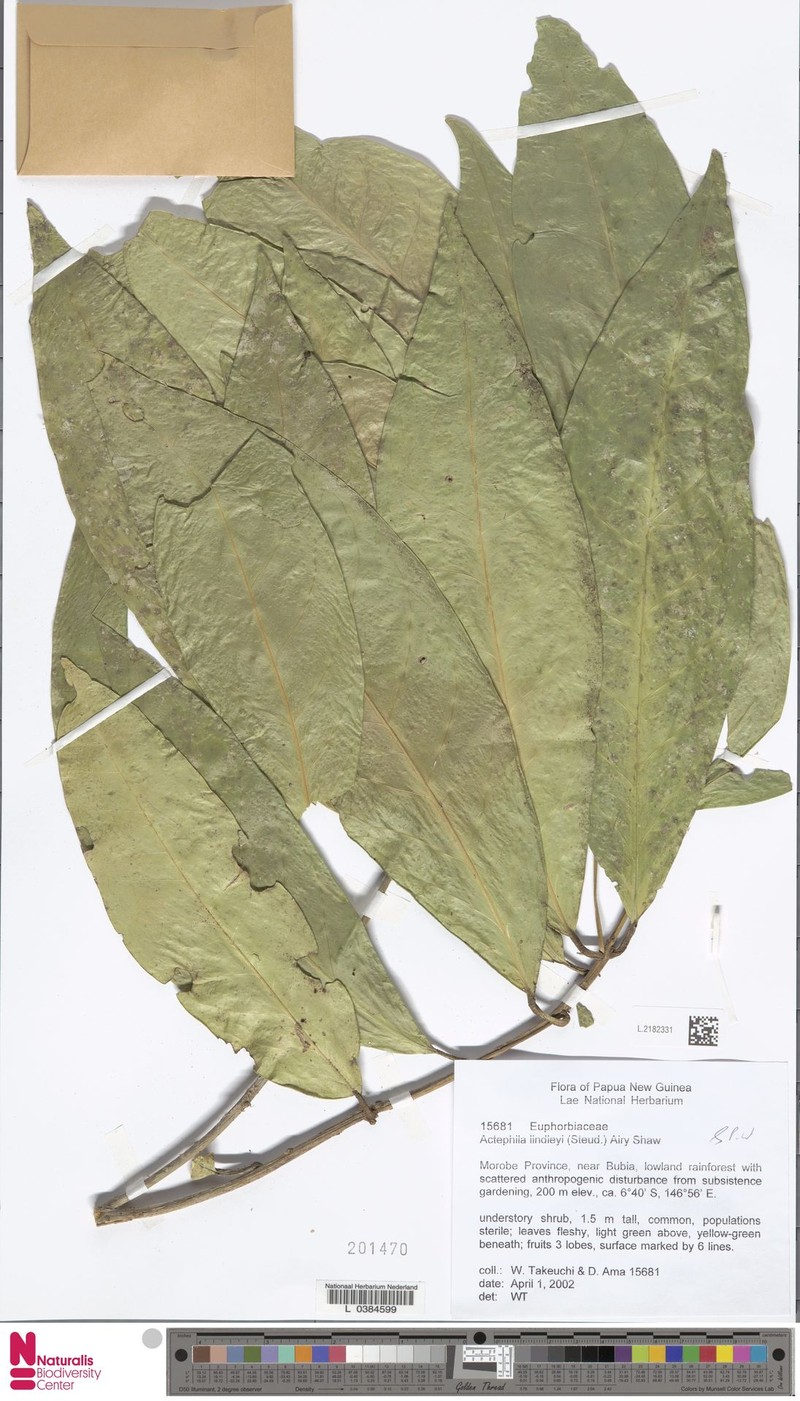 Actephila discoidea