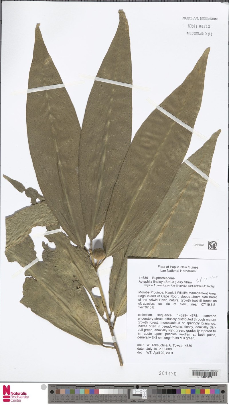 Actephila discoidea photo 2