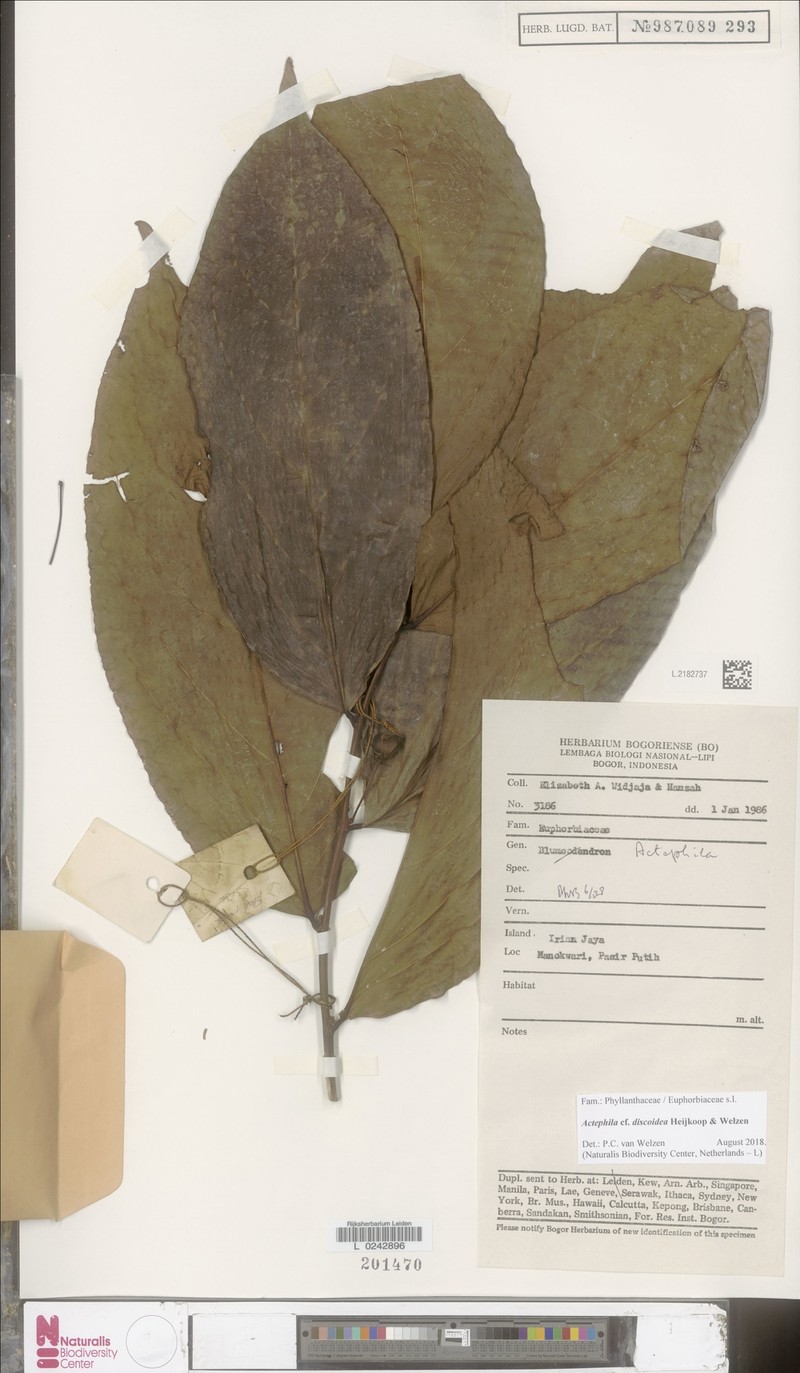 Actephila discoidea photo 3