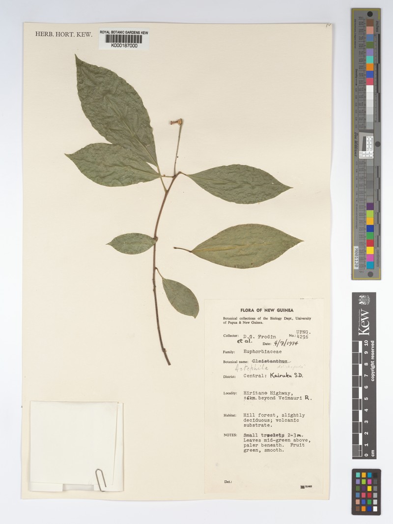 Actephila dolichopoda