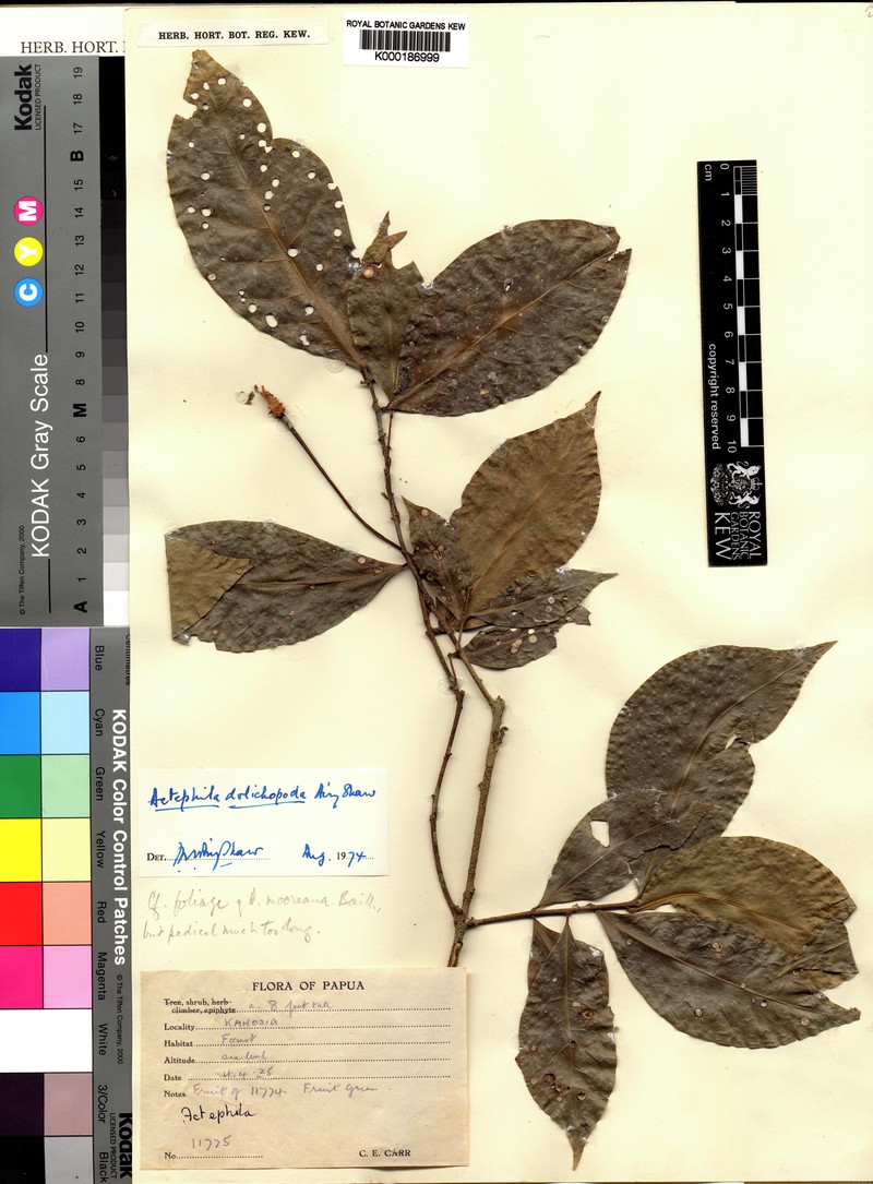 Actephila dolichopoda photo 5