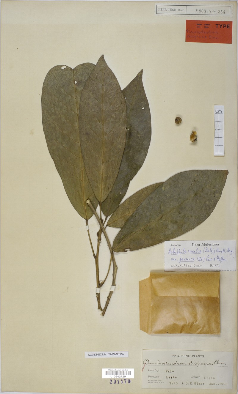 Actephila excelsa