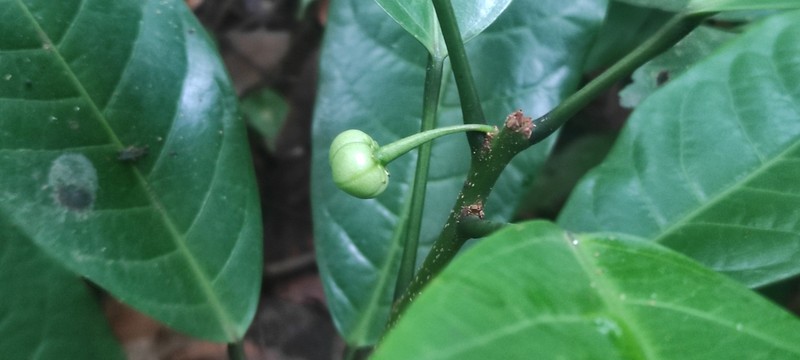 Actephila excelsa photo 2