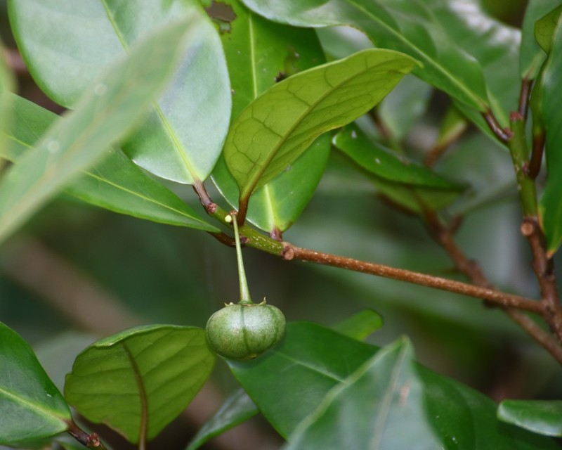 Actephila excelsa photo 3