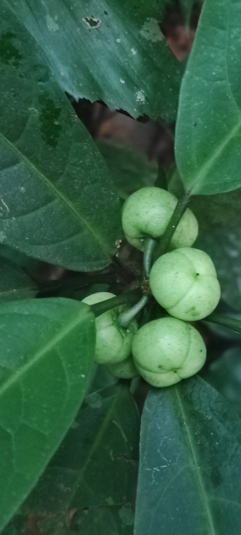 Actephila excelsa photo 4
