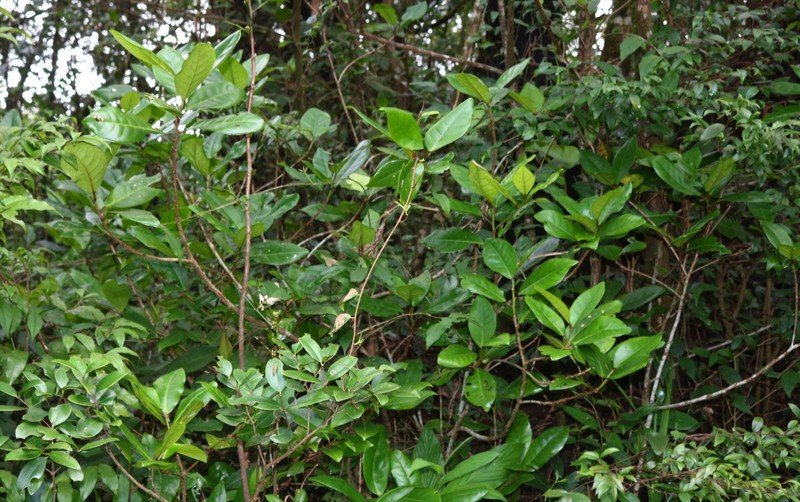 Actephila excelsa photo 5