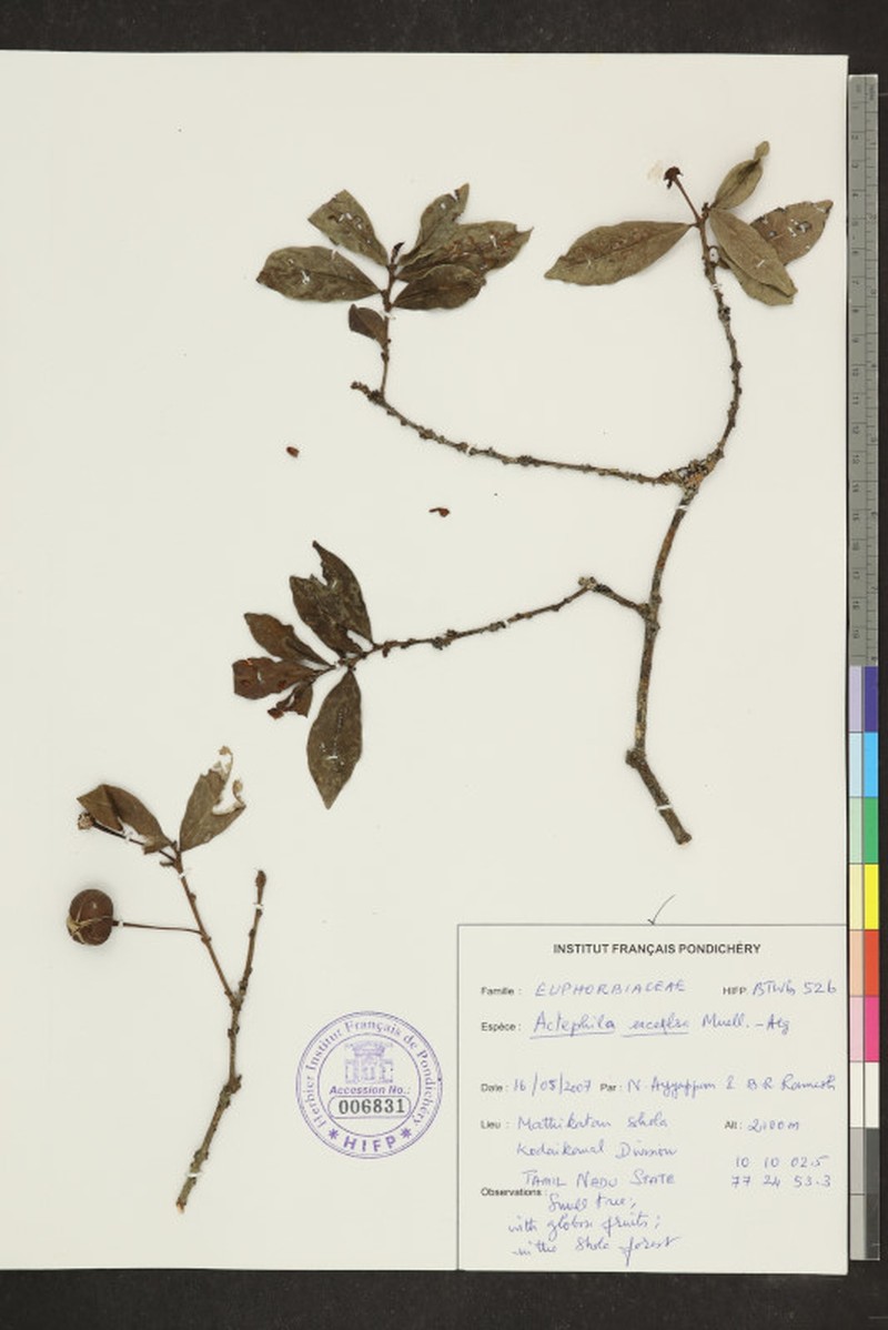 Actephila excelsa photo 6