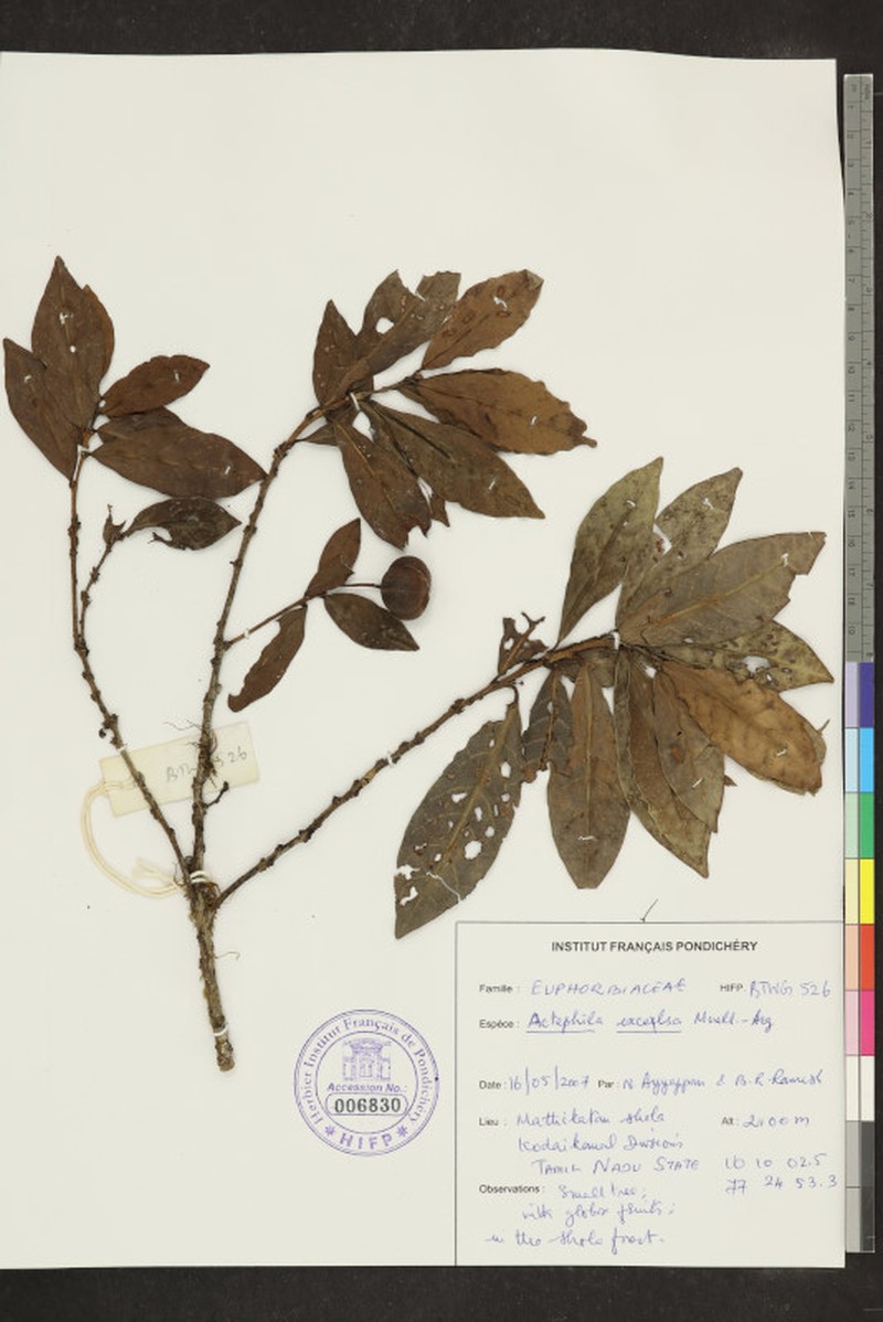 Actephila excelsa photo 7