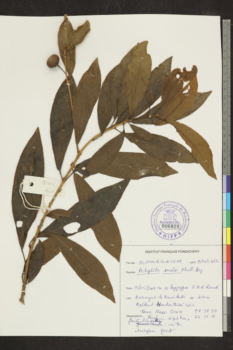 Actephila excelsa photo 8