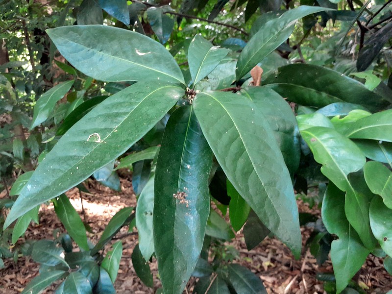Actephila foetida