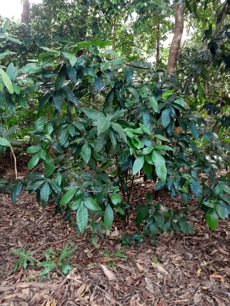 Actephila foetida photo 2