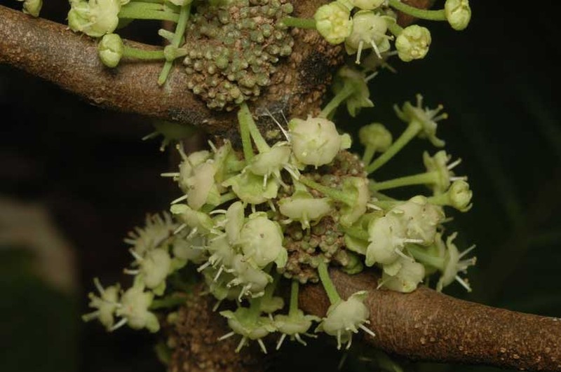 Actephila foetida photo 3