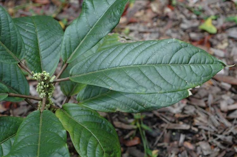 Actephila foetida photo 4