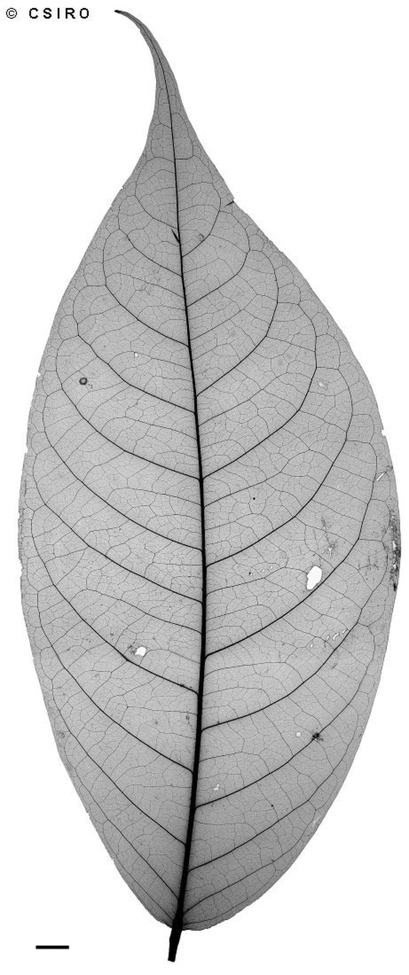 Actephila foetida photo 6