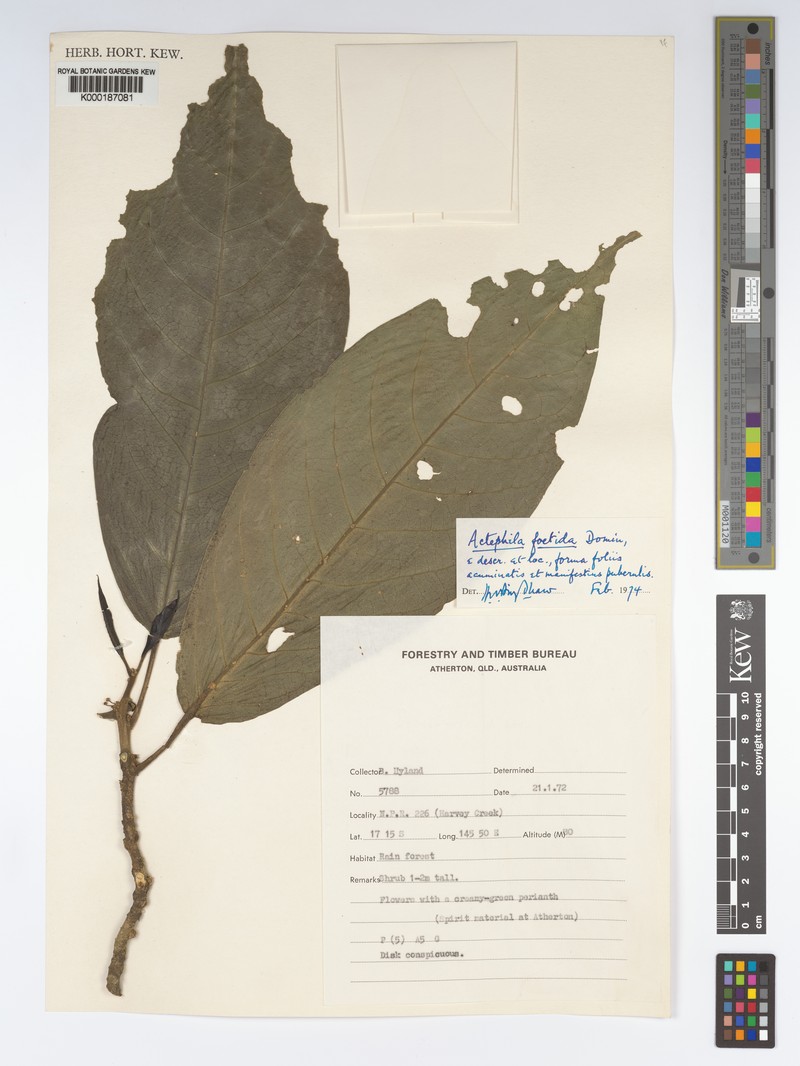 Actephila foetida photo 7