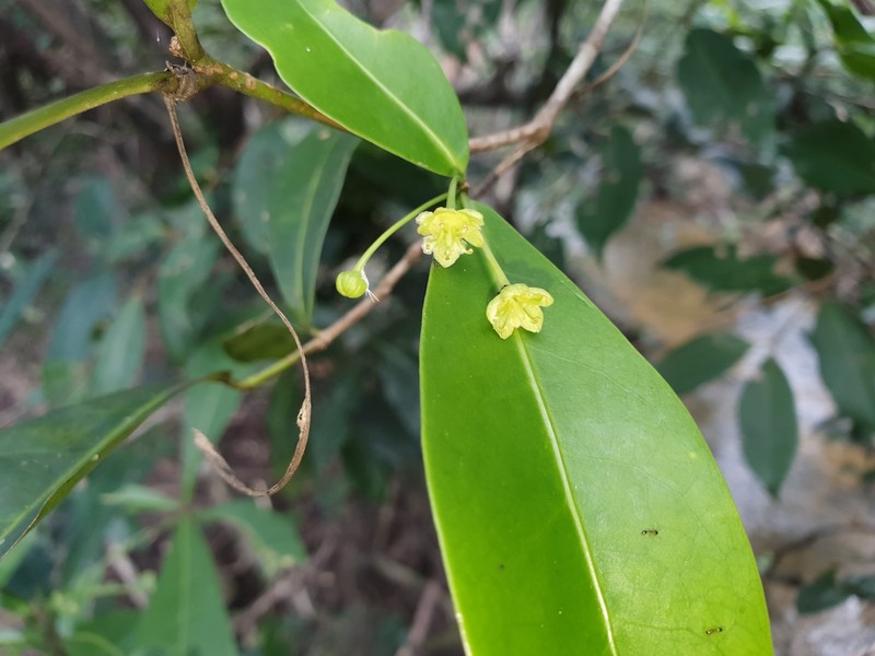 Actephila forsteri photo 2
