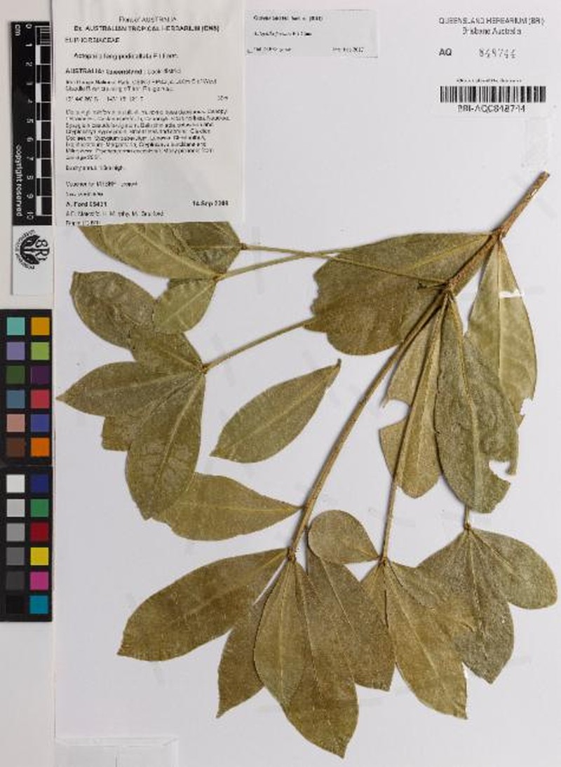 Actephila forsteri photo 3