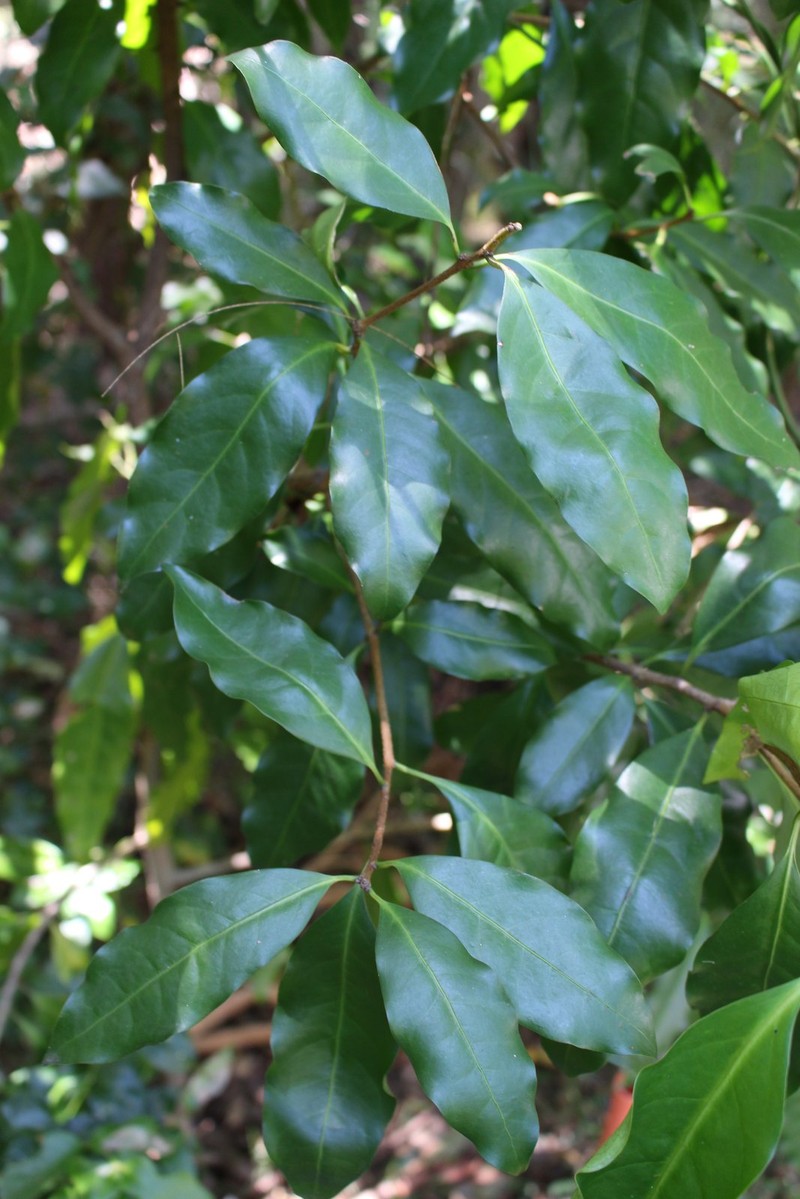 Actephila grandifolia