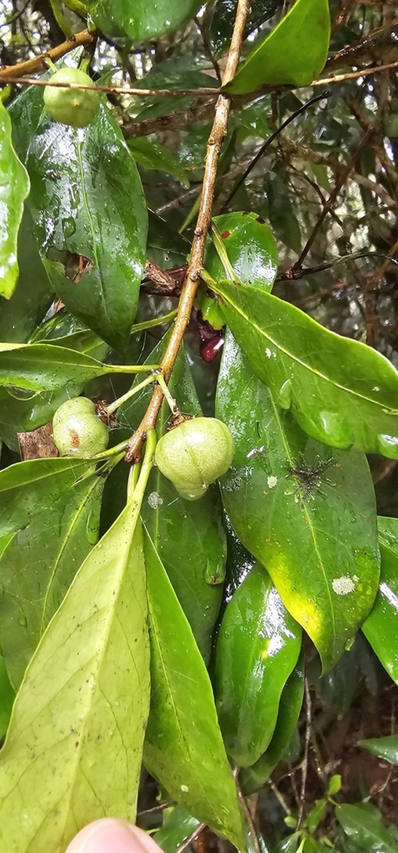 Actephila grandifolia photo 2