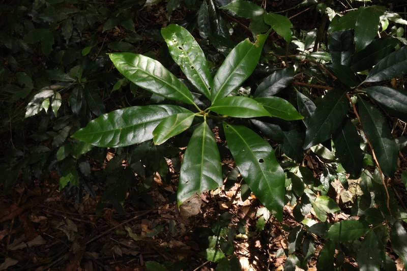 Actephila grandifolia photo 3