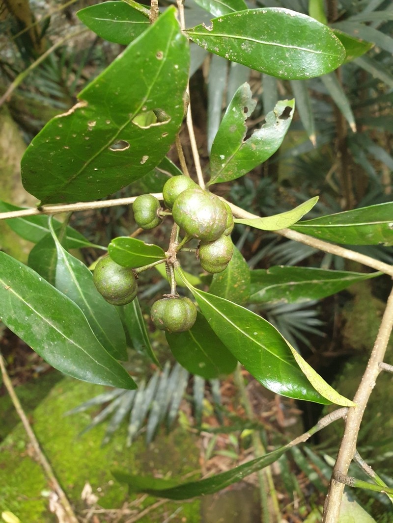 Actephila grandifolia photo 4