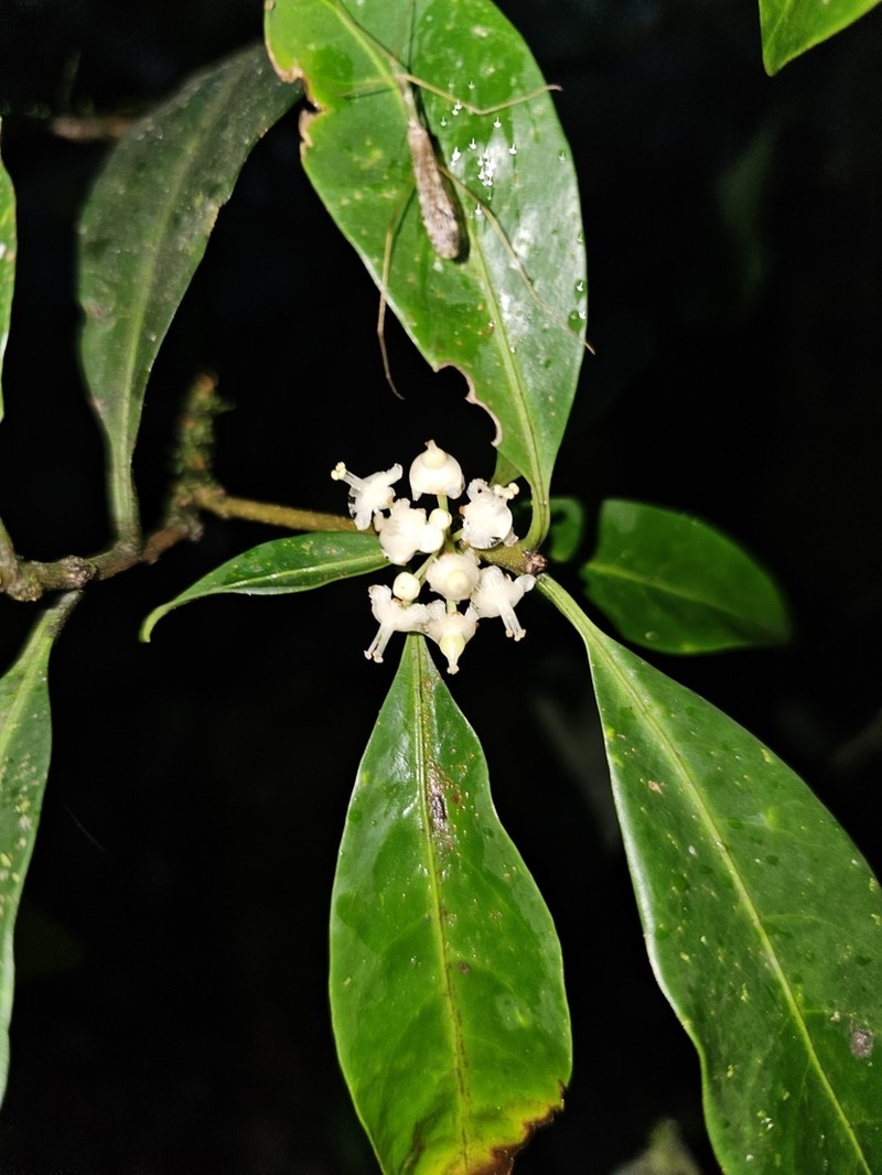 Actephila grandifolia photo 5
