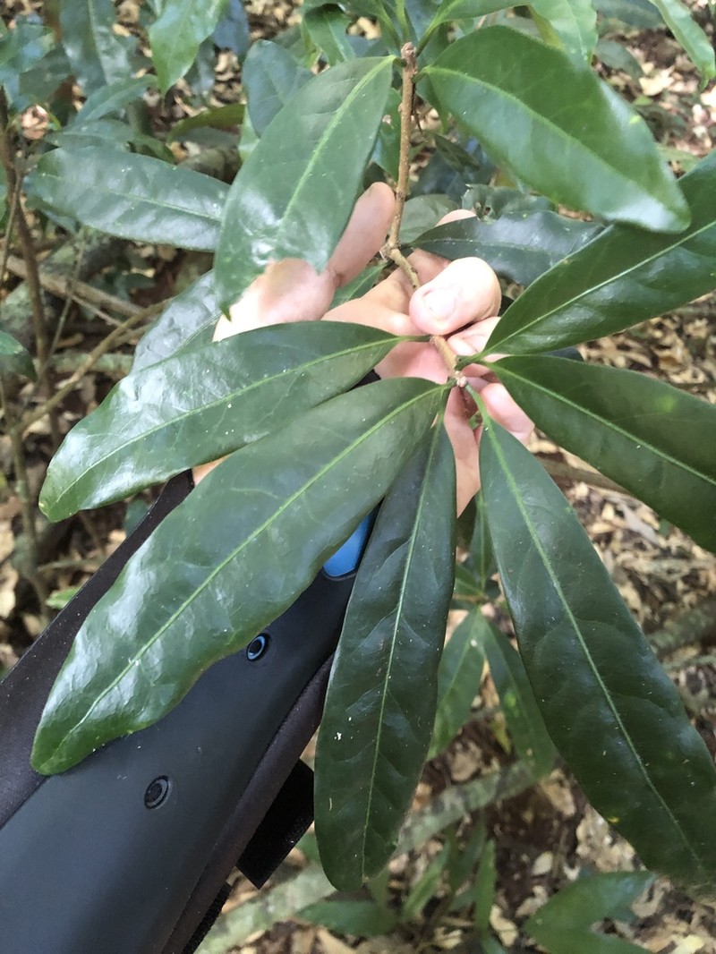 Actephila grandifolia photo 6