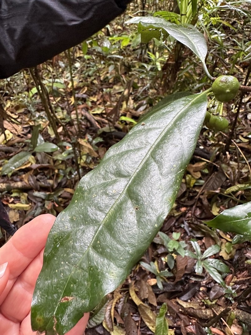 Actephila grandifolia photo 7