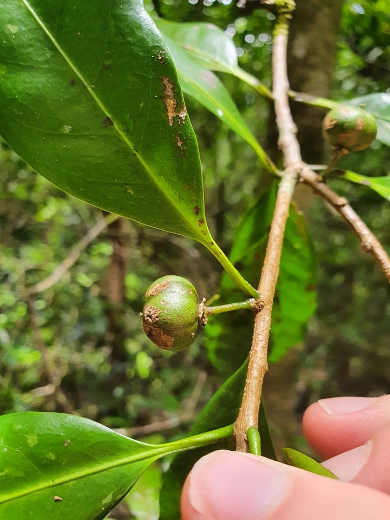 Actephila grandifolia photo 8