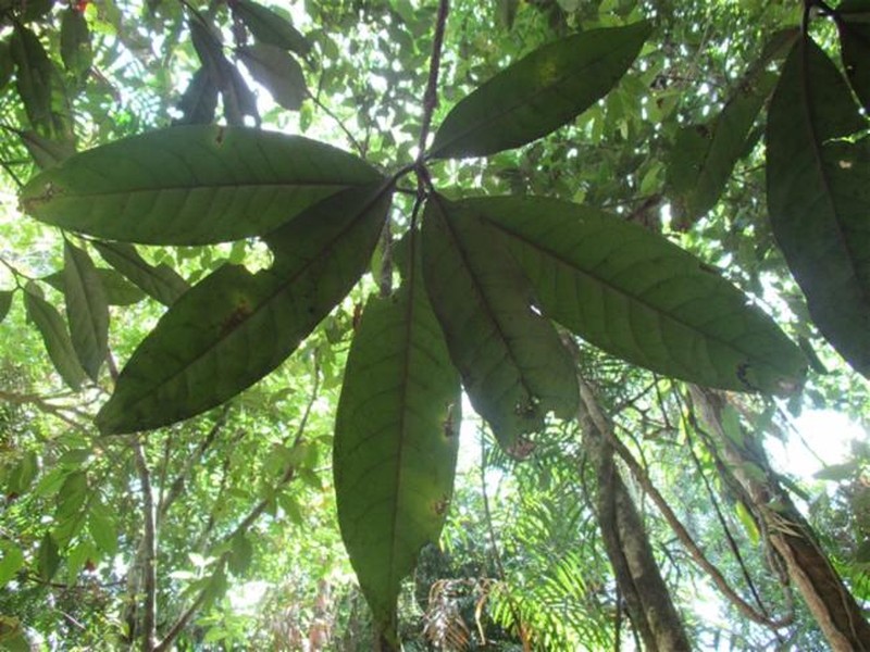 Actephila latifolia