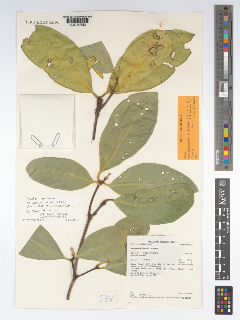 Actephila latifolia photo 2