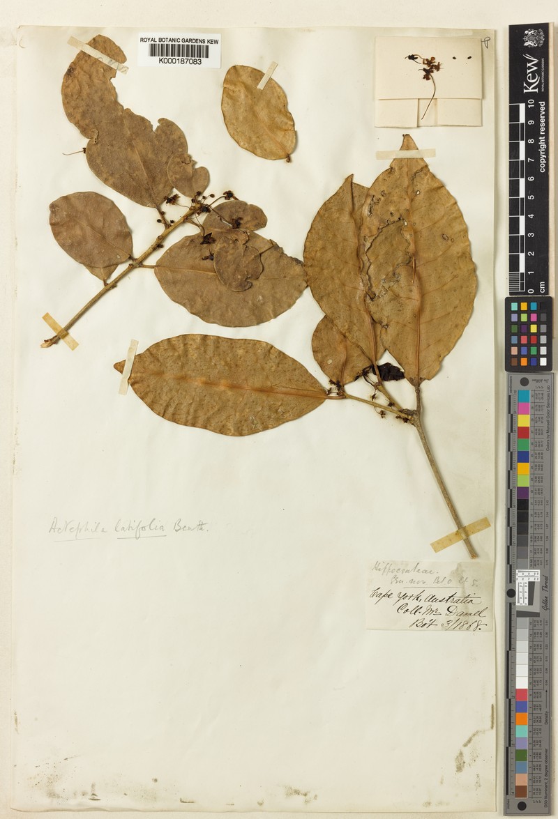 Actephila latifolia photo 3