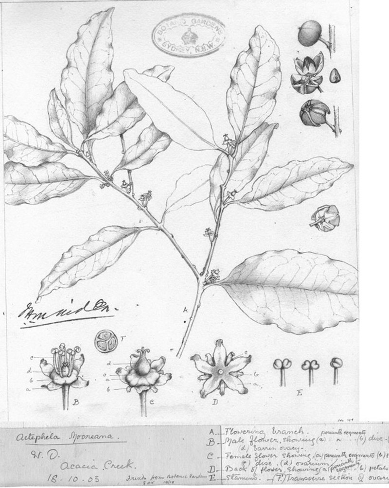 Actephila lindleyi
