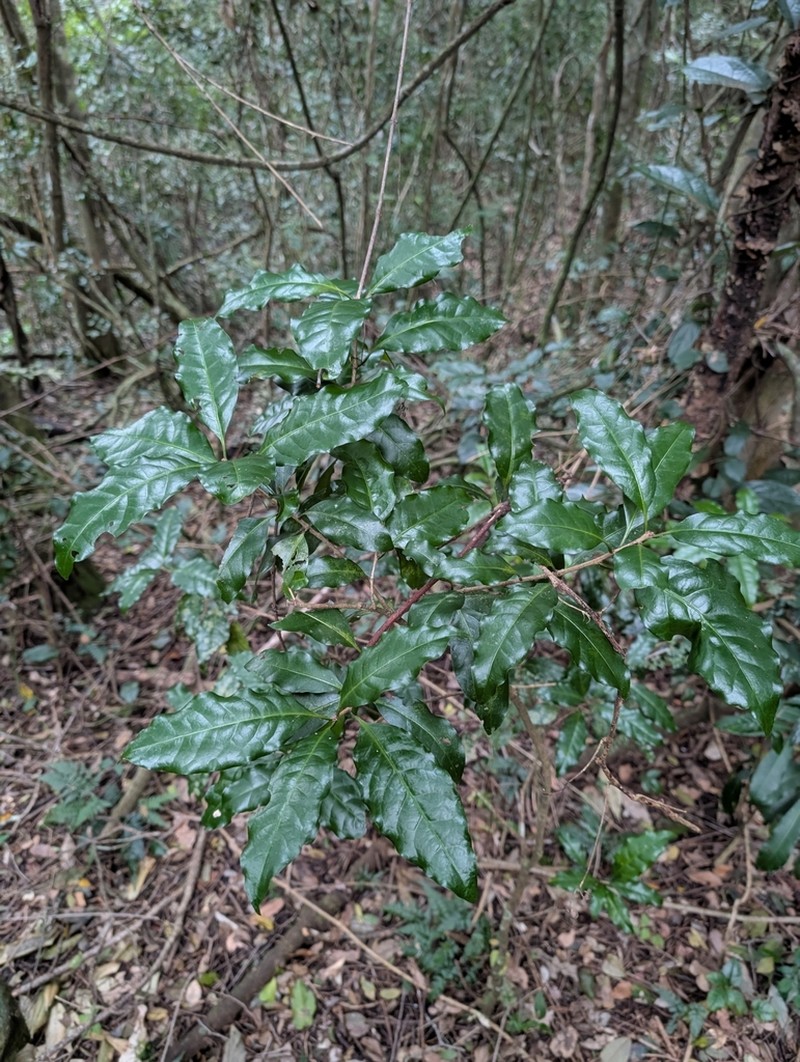 Actephila lindleyi photo 2