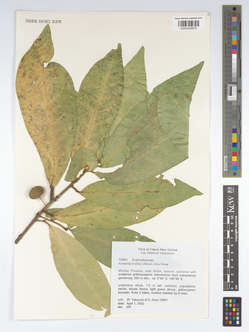 Actephila lindleyi photo 4