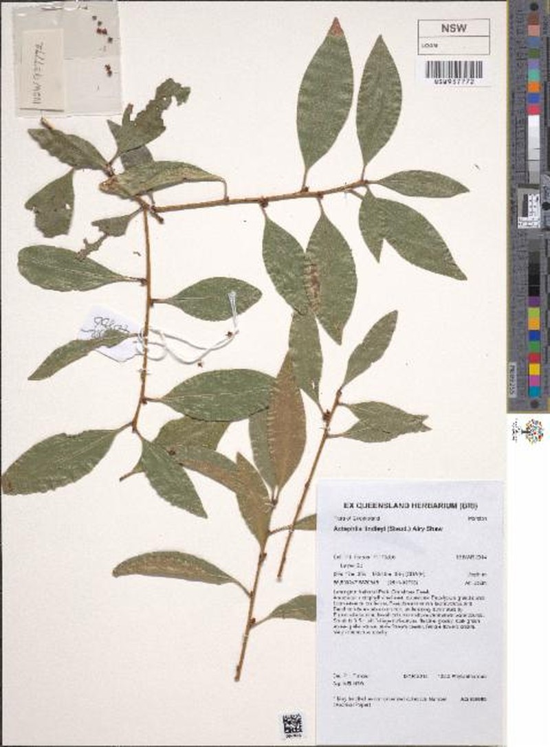 Actephila lindleyi photo 5