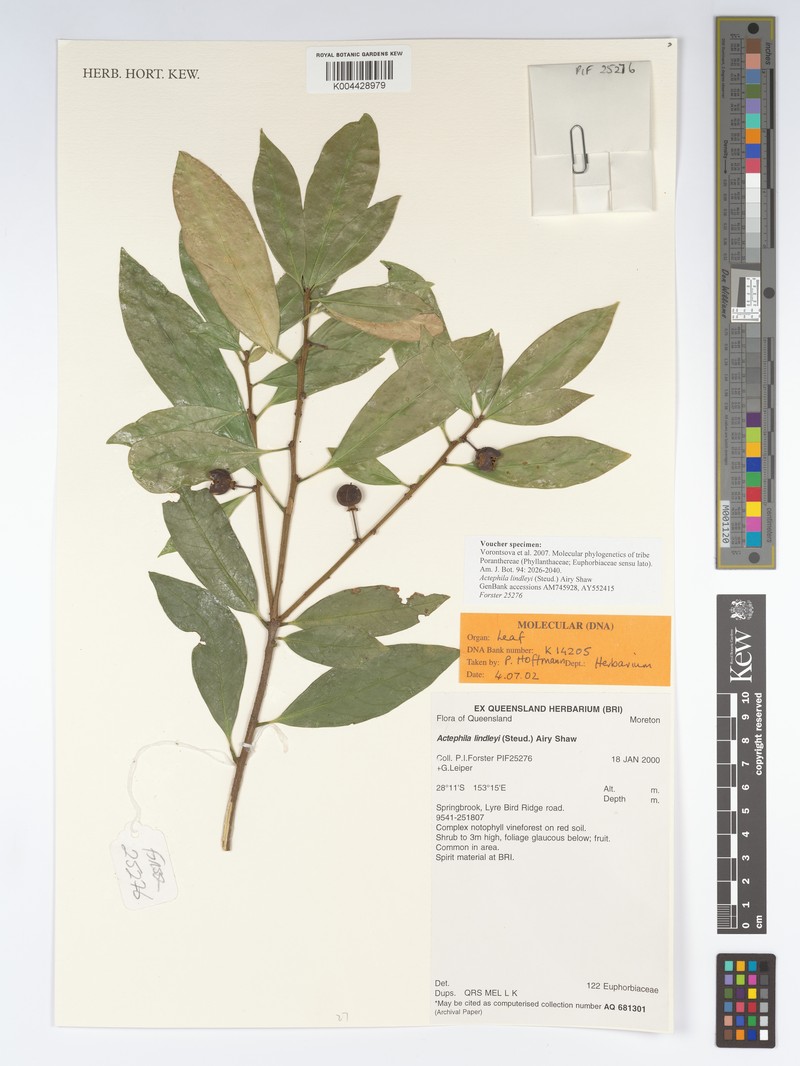Actephila lindleyi photo 6