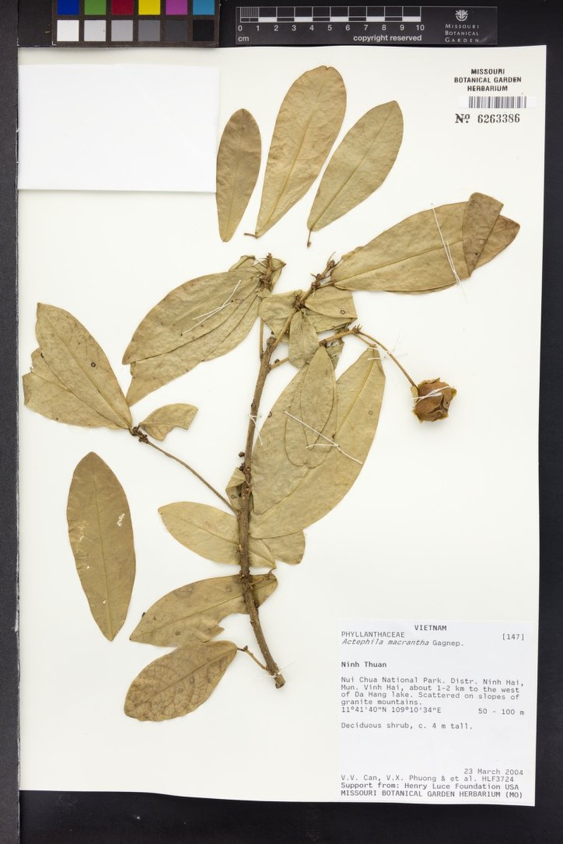 Actephila macrantha
