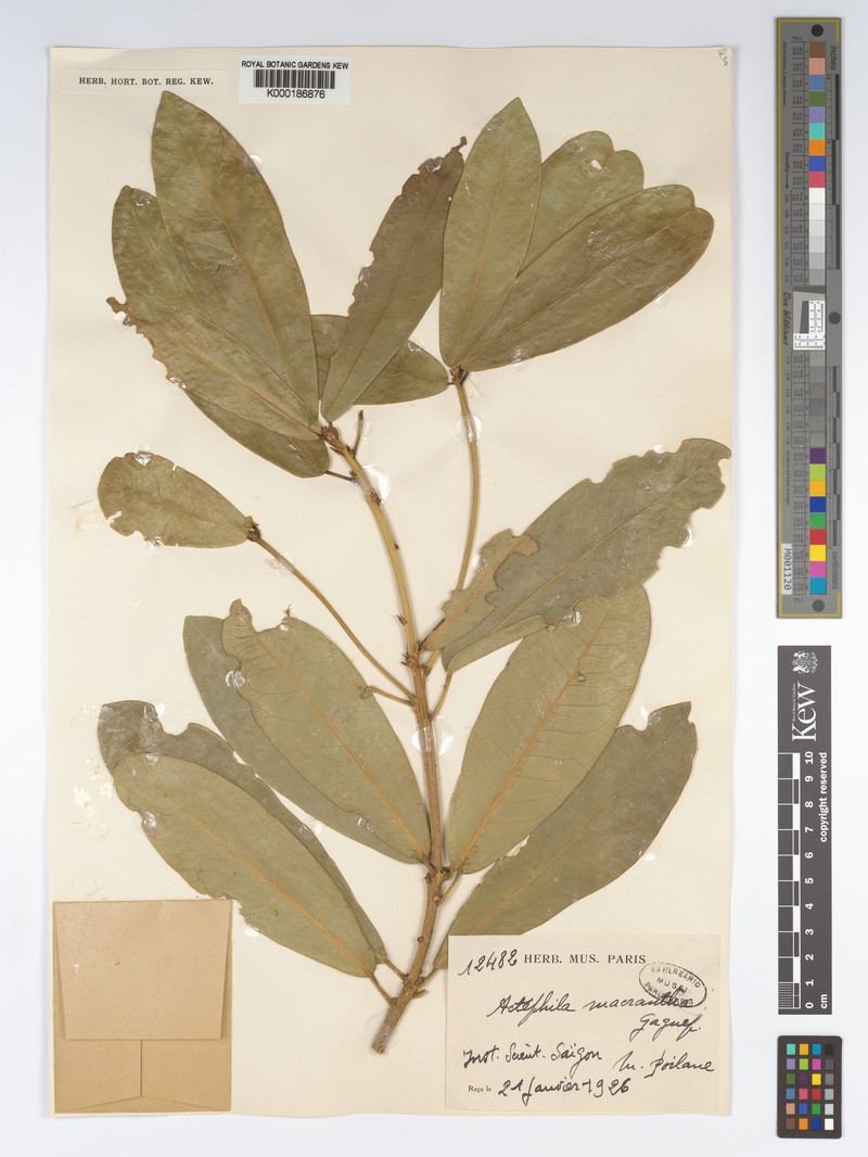 Actephila macrantha photo 2