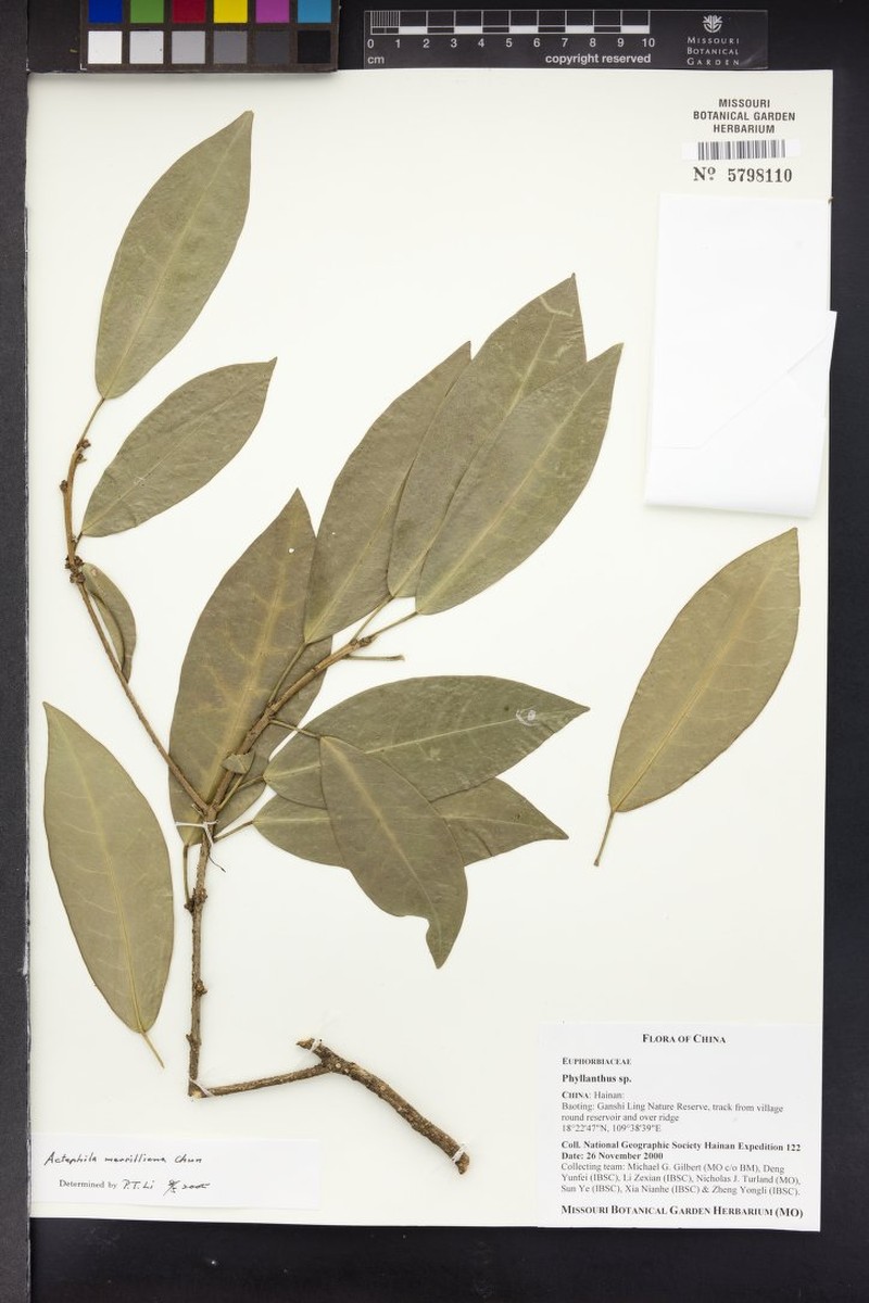 Actephila merrilliana