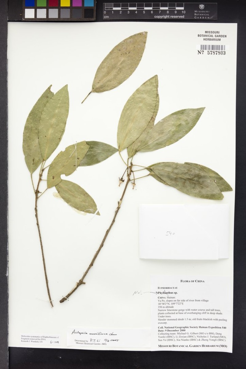 Actephila merrilliana photo 2