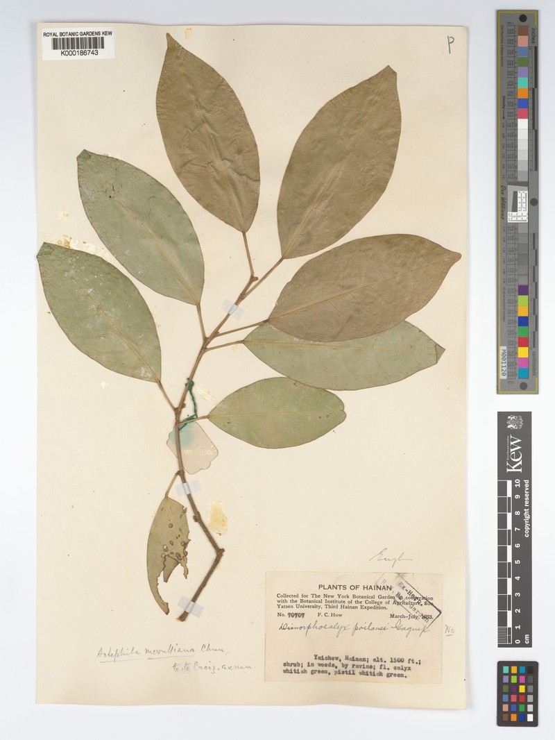 Actephila merrilliana photo 3