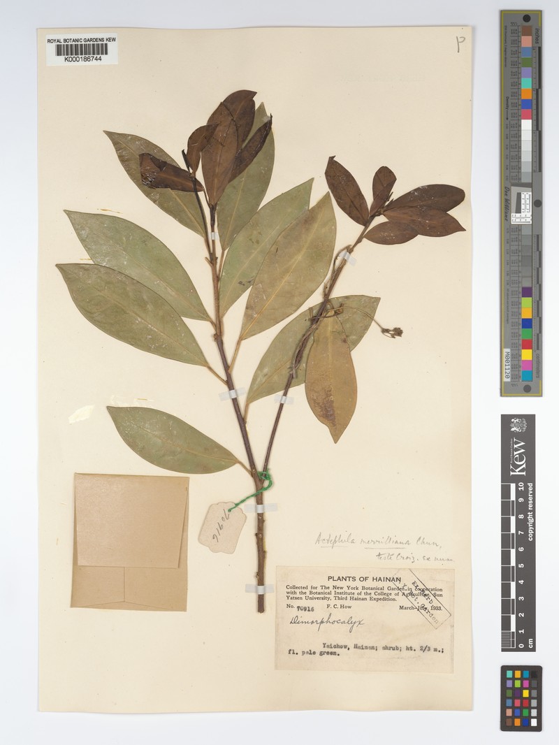 Actephila merrilliana photo 4