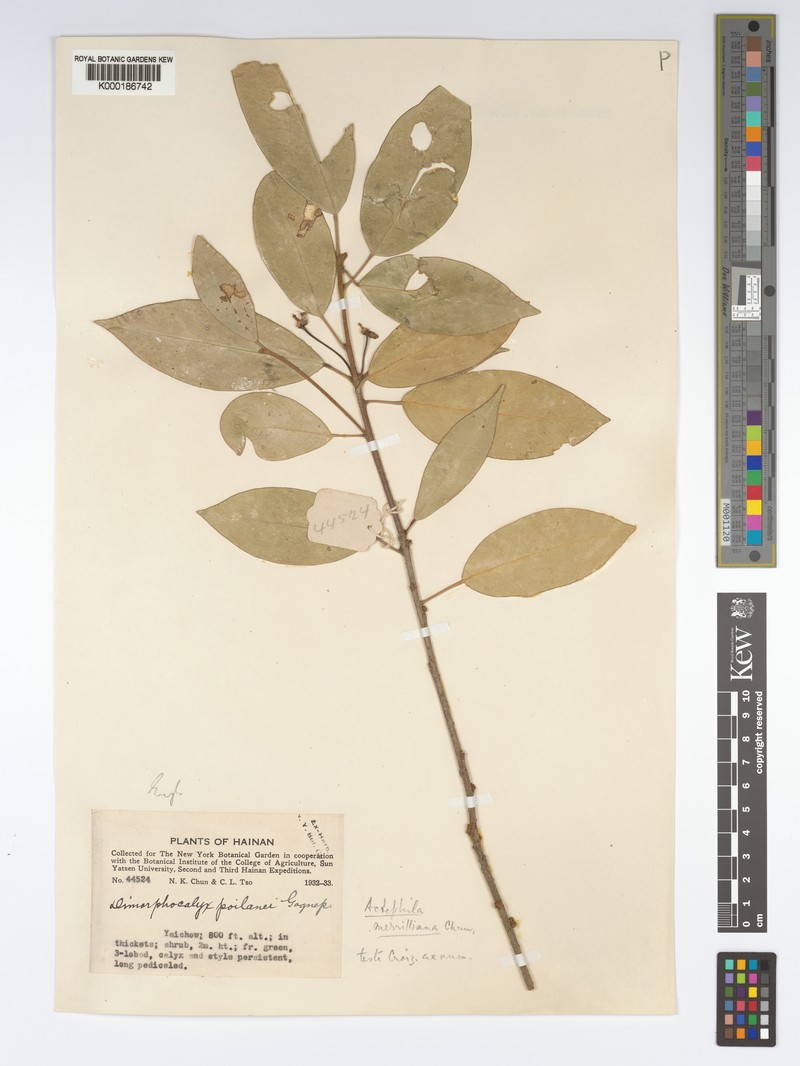 Actephila merrilliana photo 5