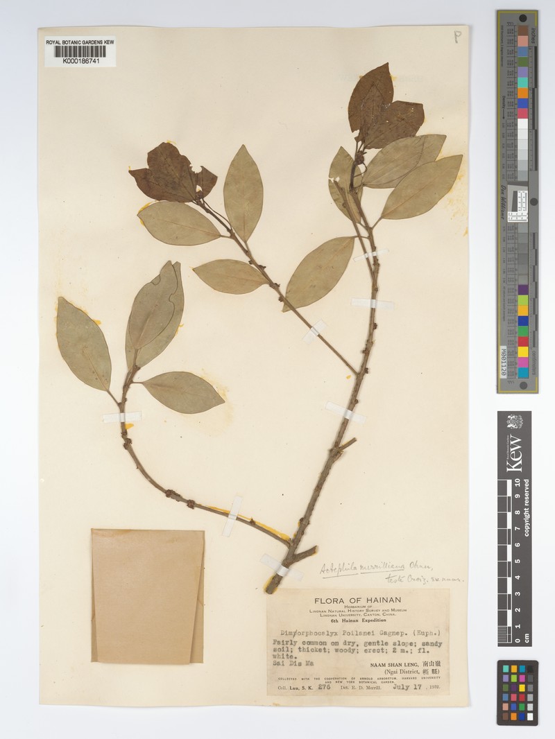 Actephila merrilliana photo 6
