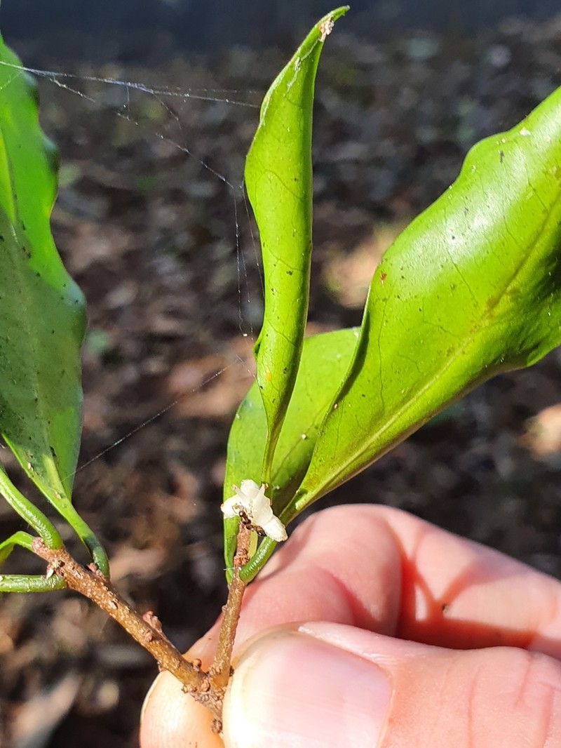 Actephila mooreana