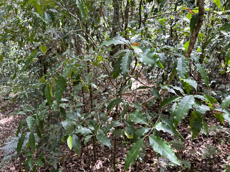 Actephila mooreana photo 2
