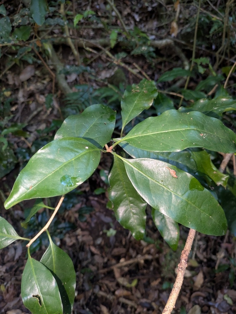 Actephila mooreana photo 3